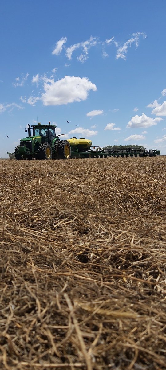 StegerEdgardo's tweet image. Sembrando maíz, multihíbrido, sobre cultivos de servicio.