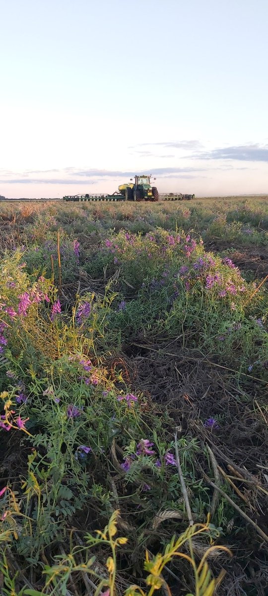 StegerEdgardo's tweet image. Sembrando maíz, multihíbrido, sobre cultivos de servicio.
