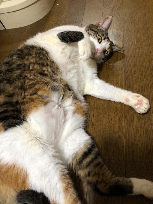 ログインボーナス 