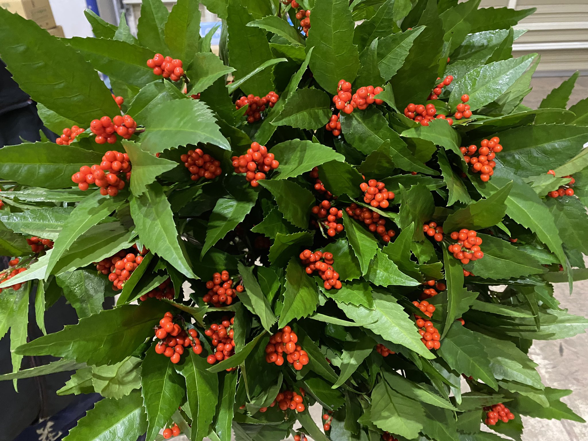 株式会社山形フラワーセンター お正月には欠かせない 千両 本日は素敵な千両が入荷 花言葉は 利益 祝福 富 財産 By Wiki おはようございます 12月8日 千両 お正月 師走 12月 風物詩 赤 赤い実 利益 祝福 富 財産 花