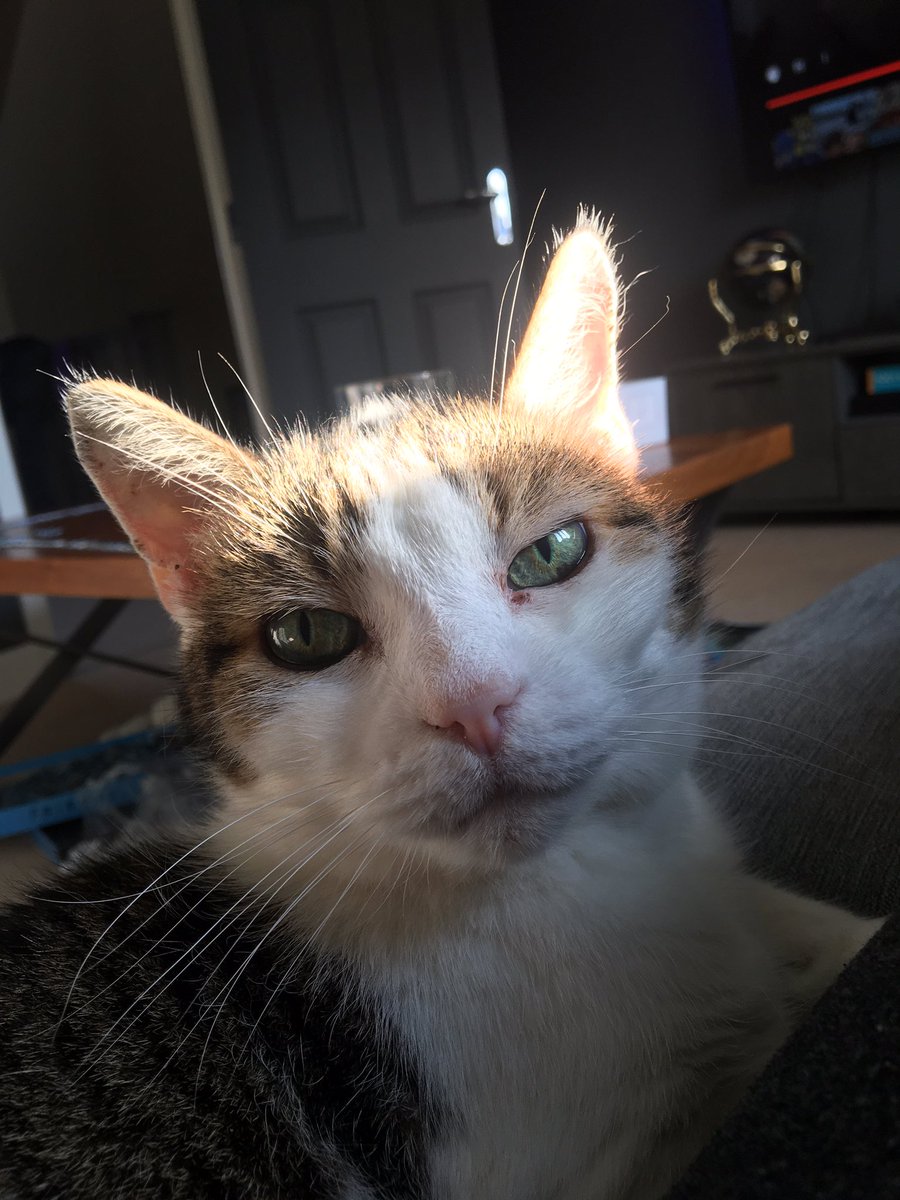 KittyKat_Boy's tweet photo. Hello. My name is kitty and I am 16 and deaf. I would love some followers  and pictures of other kitties #CatsOnTwitter #deafcat #16yearoldcat https://t.co/xtixyJd5gu