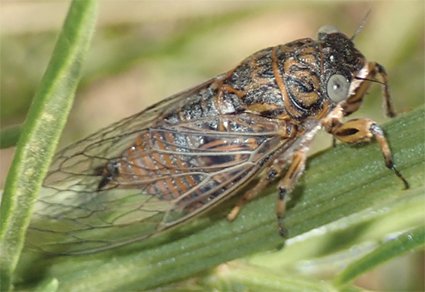 Zootaxa's tweet photo. Monograph Thirteen #newspecies of Chilecicada Sanborn, 2014 (#Hemiptera: Auchenorrhyncha: Cicadidae: Tibicininae) expand the highly endemic cicada fauna of #Chile has been published today.
#Taxonomy https://t.co/wifhCMRDRy