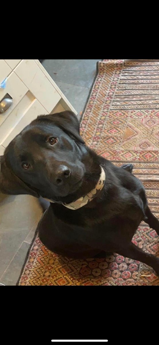 Rosie Doc tweet media