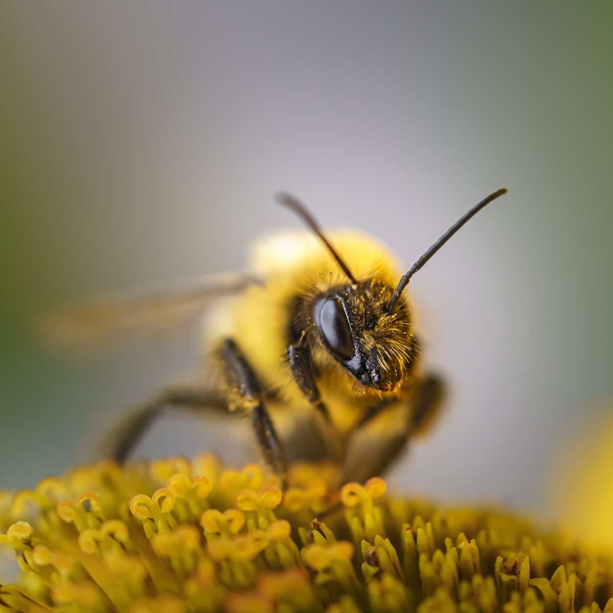 planetillustrat's tweet photo. Curieuses Abeilles: Arts décoratif

Voyez le post complet sur notre site web et achetez un exemplaire dans notre boutique en ligne dès aujourd'hui!

https://t.co/JWVvvwrPGh 

@planetillustrated

------------⁠
#bees #artprint #printdesign https://t.co/6lTSPgcpG4