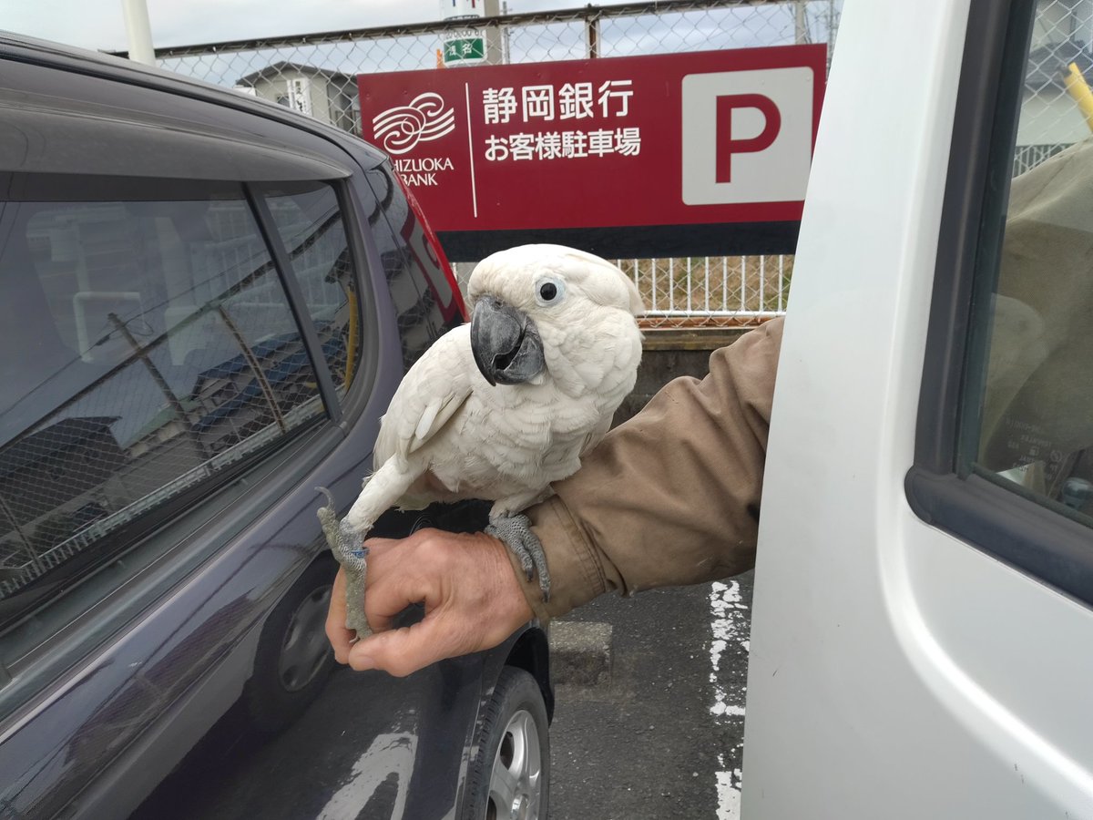 gRrfW8meG4F8SnG's tweet photo. 昨日、道を歩いてたらオウムかインコがいました～ https://t.co/1AKVL0Ful5