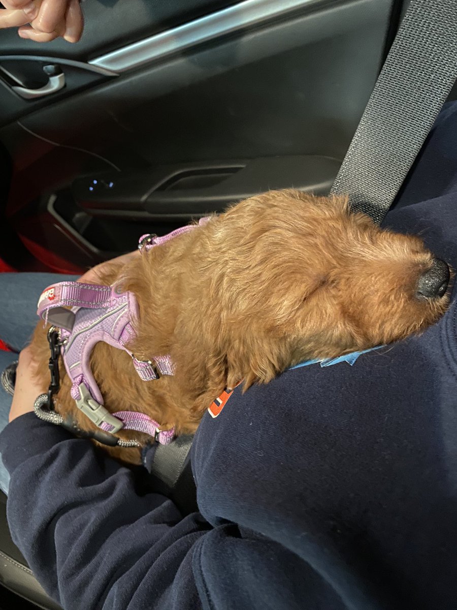 _rcambre_'s tweet photo. My bestie got a puppy today.. I’m officially a Auntie 😭🥰 https://t.co/fLS67v3WGn