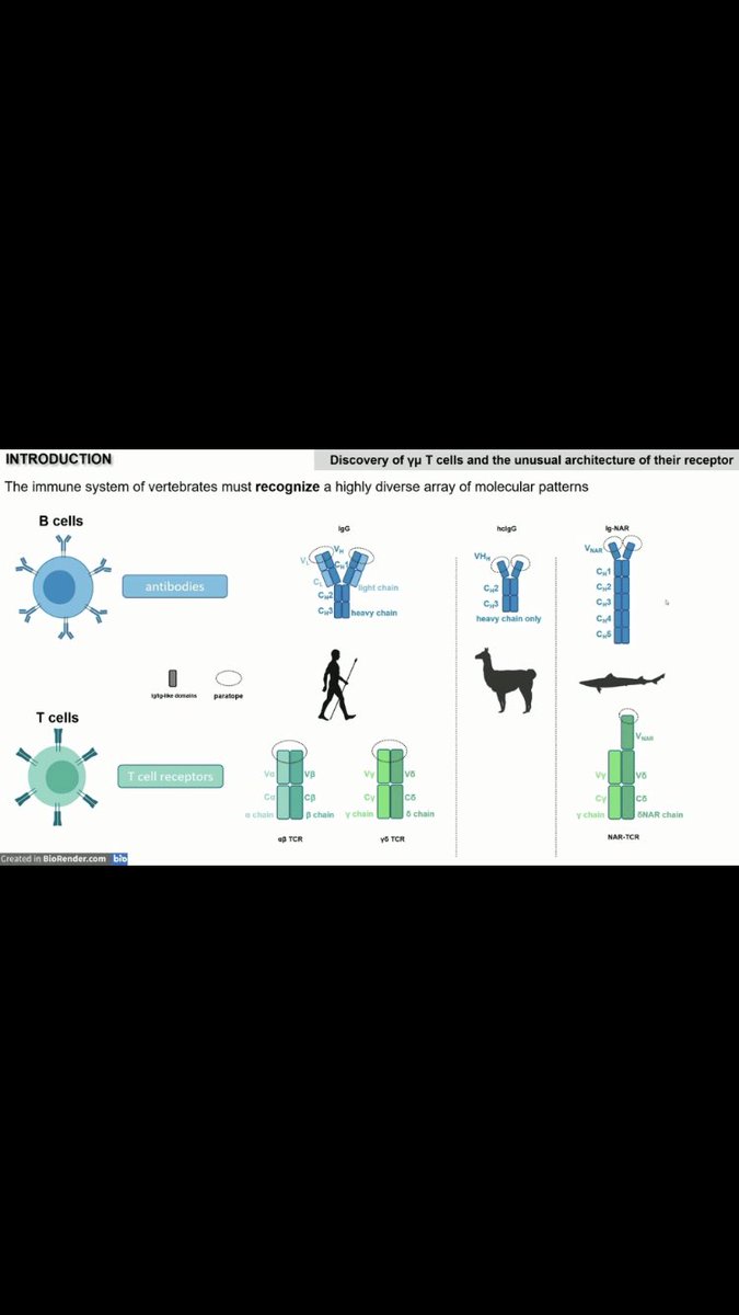 _sdart's tweet photo. Loved taking a break from my usual field to join the #WildImmunology session at #ASI2021Online -learnt lots about the #Immune #Diversity of animals incl. bats, sea lions, abalone, opossum & devils thanks to speakers: @MarcinWegrecki @JacintaAgius @Marine_Ignacia Josh & Ruth https://t.co/MEBlyUYFug