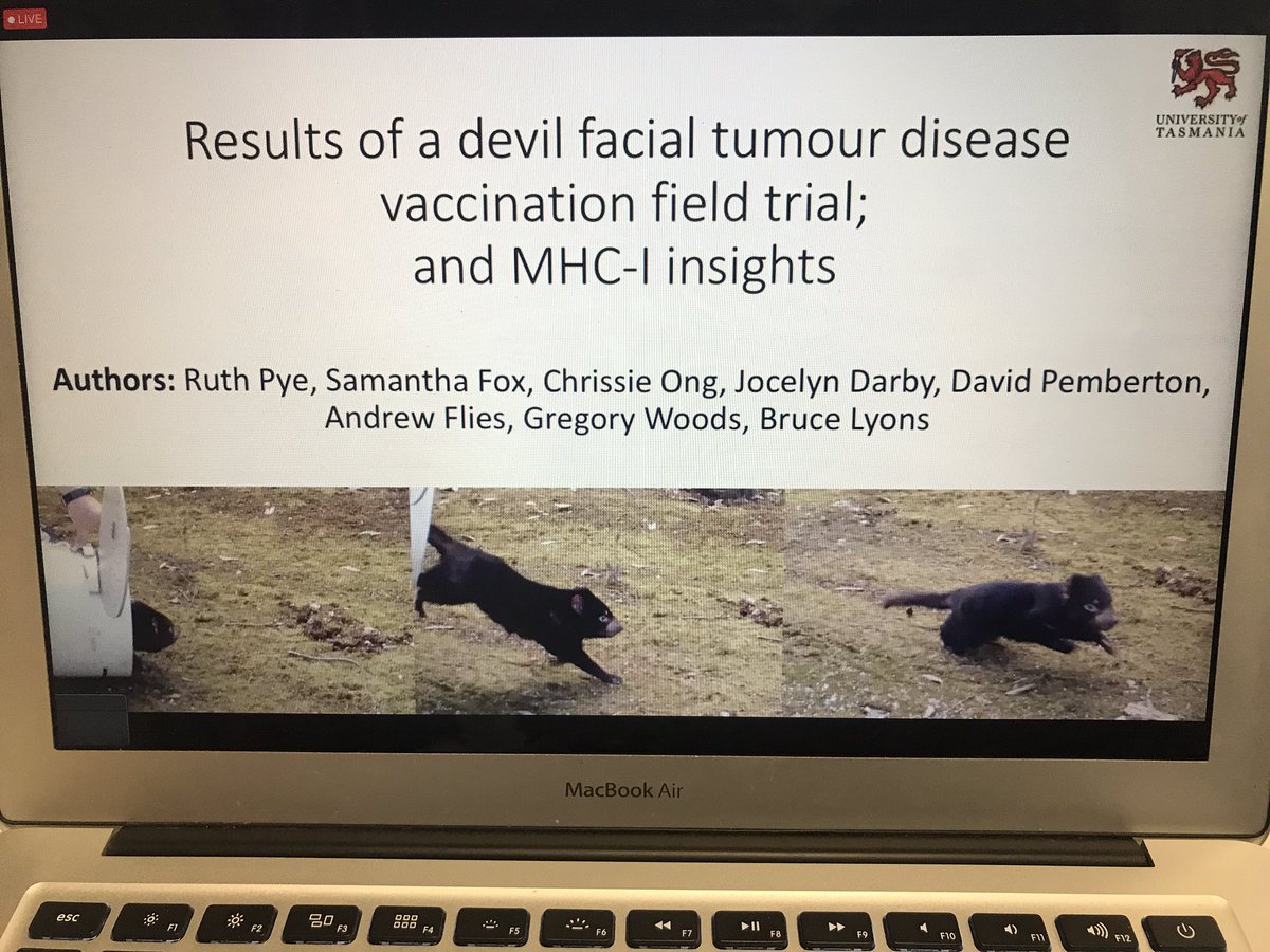 _sdart's tweet photo. Loved taking a break from my usual field to join the #WildImmunology session at #ASI2021Online -learnt lots about the #Immune #Diversity of animals incl. bats, sea lions, abalone, opossum & devils thanks to speakers: @MarcinWegrecki @JacintaAgius @Marine_Ignacia Josh & Ruth https://t.co/MEBlyUYFug