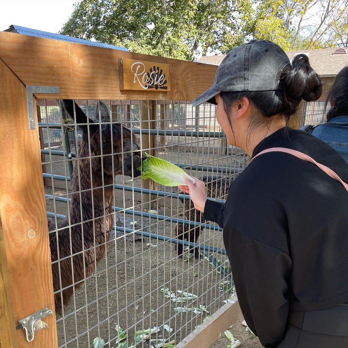 Games_N_Wanders's tweet photo. I love animals just in case you haven't noticed!
#playforgains #gamesnwanders #Travala #farmlife #avilafarm #animallovers #feelgood #feelsgoodtoshare #FeelingMyself #getaway https://t.co/fczrcFKgSv