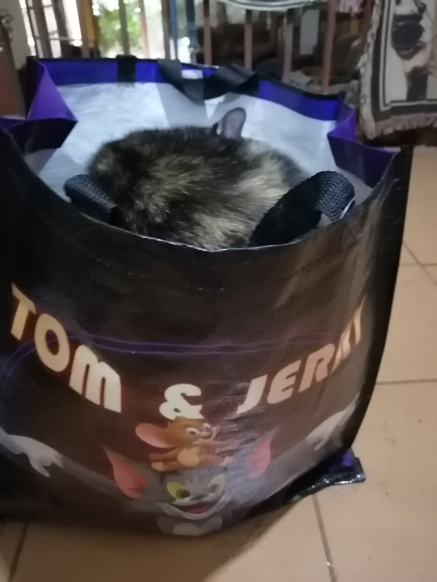 ladydebidebz1's tweet photo. Hello... I'd like to speak to someone in management, please! Once again my feet have been denied access to the foot cushion as a claim has been made on the Tom &amp; Jerry bag...
#IAmButASlave
#BratKat
#WildChild
#MommasGirl
#SheWhoMustBeObeyed
#GottaLoveCheffys https://t.co/4Sjm1T0m6h