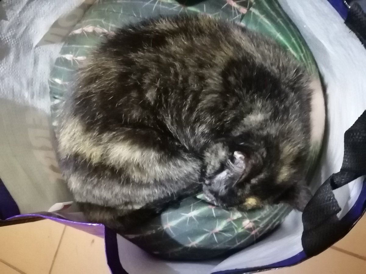 ladydebidebz1's tweet photo. Hello... I'd like to speak to someone in management, please! Once again my feet have been denied access to the foot cushion as a claim has been made on the Tom &amp; Jerry bag...
#IAmButASlave
#BratKat
#WildChild
#MommasGirl
#SheWhoMustBeObeyed
#GottaLoveCheffys https://t.co/4Sjm1T0m6h