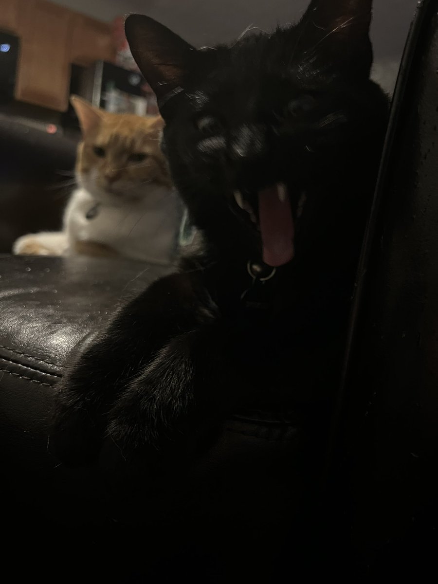 iamspookley's tweet photo. i am spookley
i have big yawn https://t.co/QGPEdnYhsM