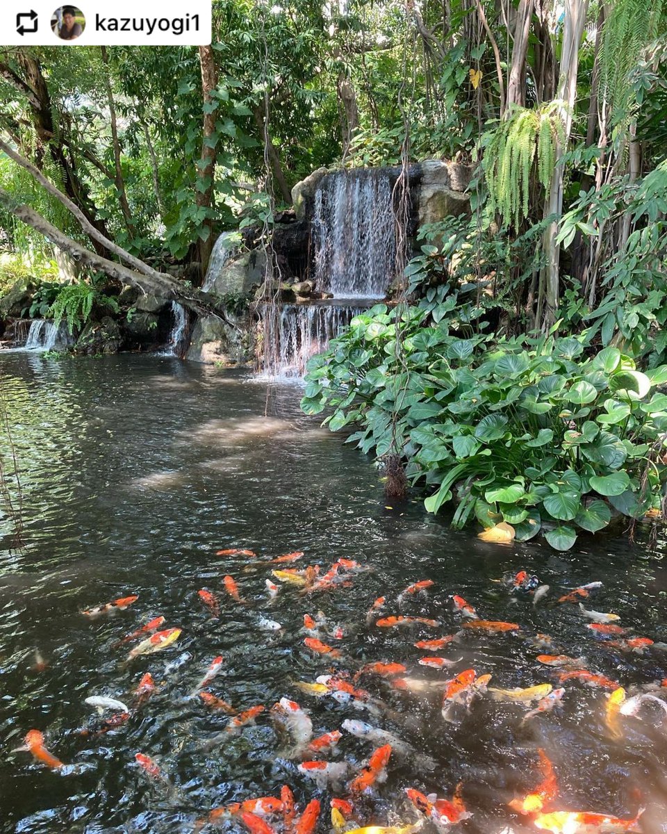 MovenpickBDMS's tweet photo. 🌿💦อีกหนึ่งมุมยอดนิยมที่คุณไม่ควรพลาด! สวนไม้เขตร้อนขนาดใหญ่และบ่อน้ำตกที่เหมาะสำหรับการพักผ่อนที่แท้จริง
ข้อมูลห้องพักกักตัว: https://t.co/DSV6RB1Bob  

📍BTS เพลินจิต ทางออก 5

Cr.kazuyogi1
.
#โรงแรมกักตัว #Quarantine #Thailand #SHAPlus https://t.co/Apk3JWXrPf