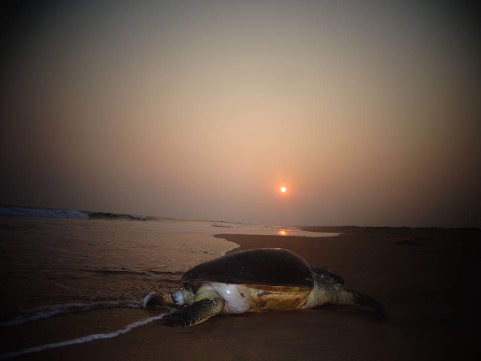 SoumyaMarineWL's tweet photo. 3rd ARRIBADA site Devi is on risk. #Gahiramatha and #Rushikulya are well managed in Conservation.
No guidelines are being followed by illegal ⛵ at Devi & Govt. is failed to meet all the Conservation strategies since 1997,encourge killing & disturbing 1000's of #Ridleys everyyr. https://t.co/xuBPCSzTJm