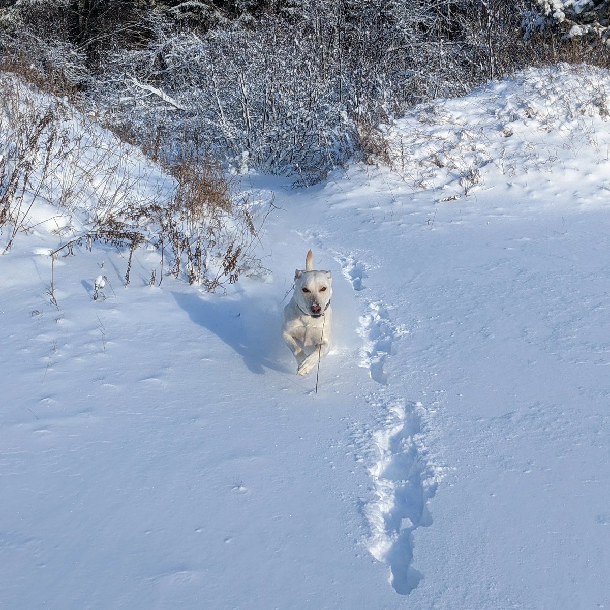 HanasPerson's tweet photo. @chelseaperetti Celebrating the first snow in NW Ontario https://t.co/w8oV3VxiFJ