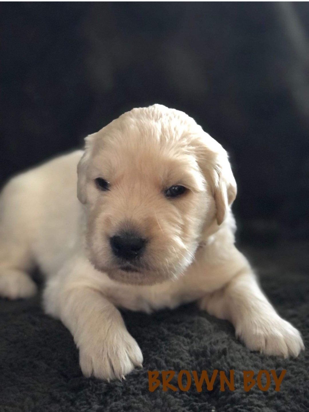 Milo The Golden Doggo Milogoldendoggo Twitter