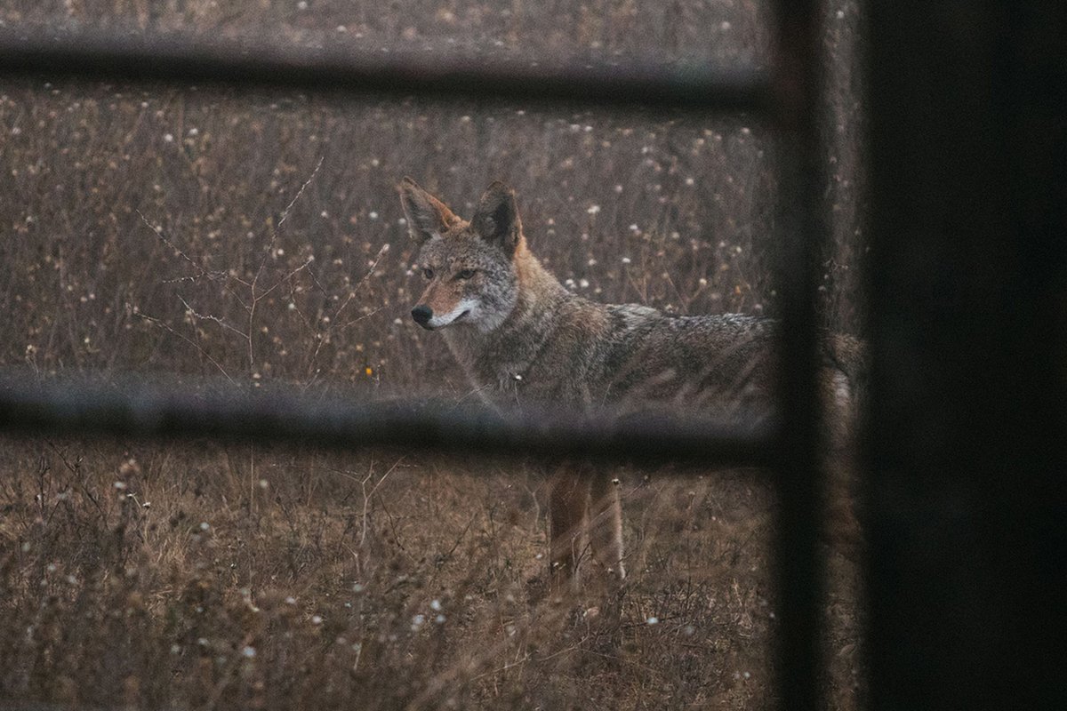 samthall's tweet photo. Some of my coyote photos alongside @dpm888 in this feature from @climate https://t.co/GEDWgP22Yk