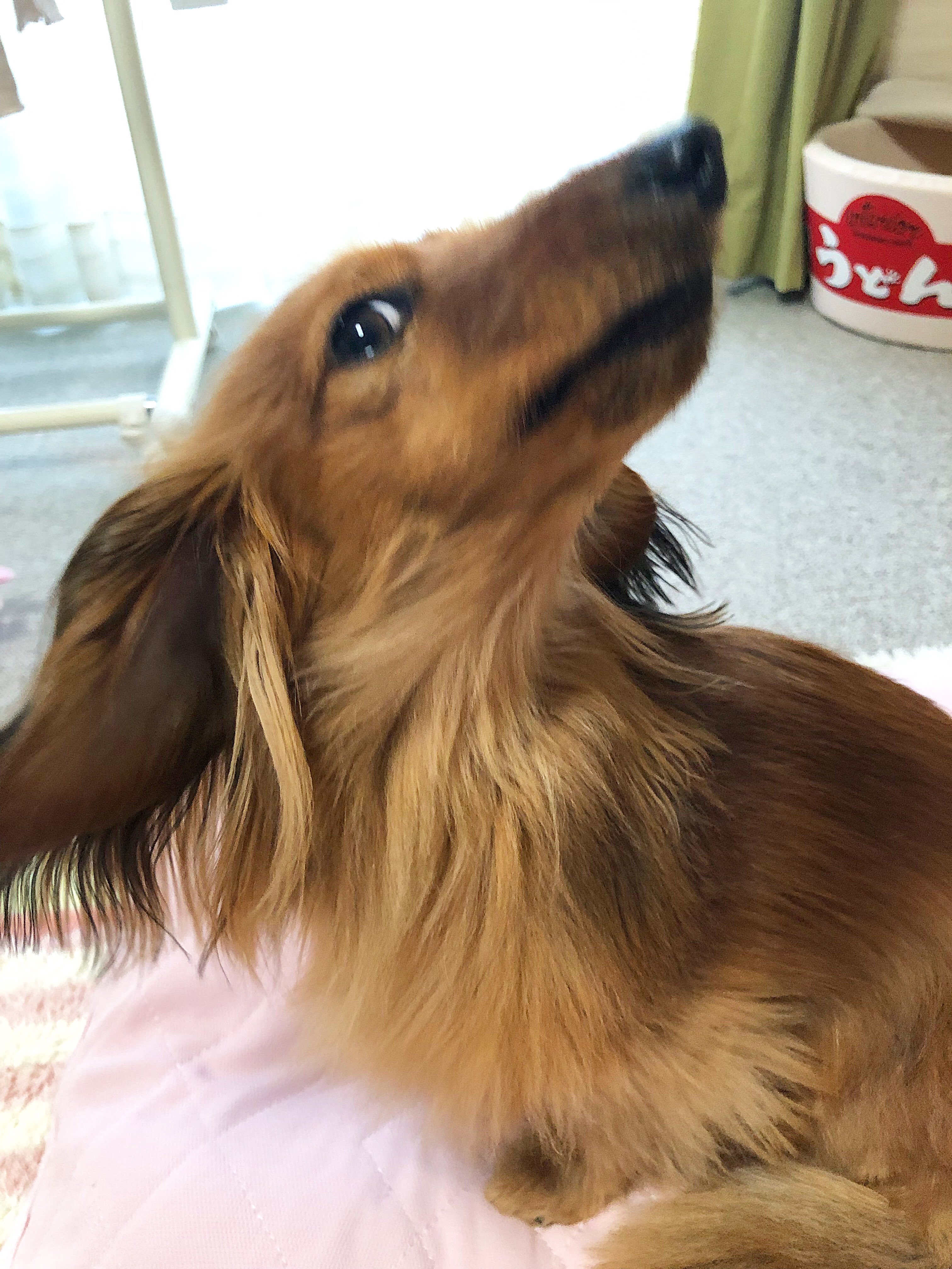 小林潤奈 まんが発売中 すごい角度から睨んでくるハニ嬢 T Co Hxttulapfn Twitter