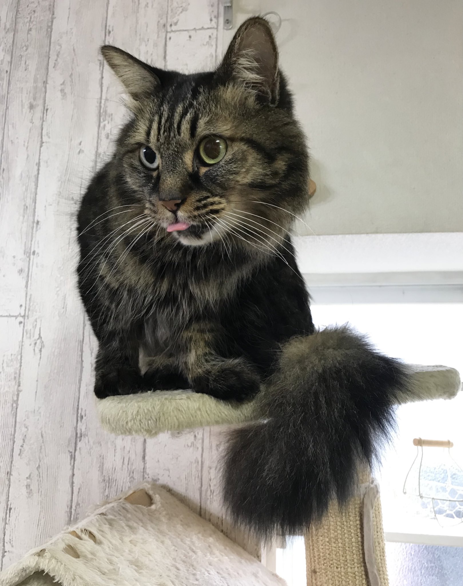 べろ出し猫 Twitter Search Twitter