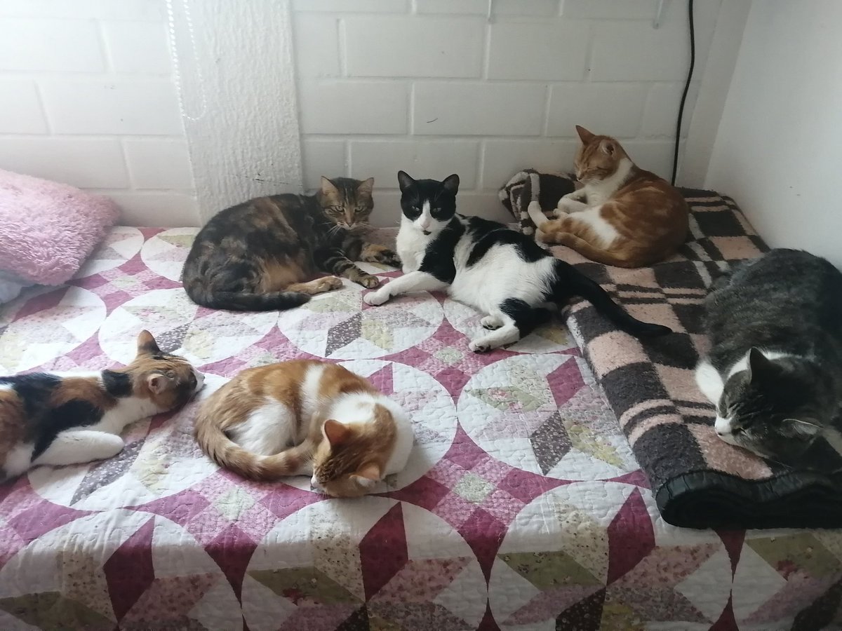 Me uno!!! #AnimalitosxBoric