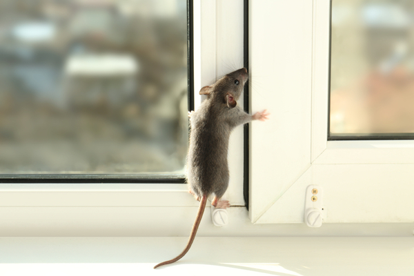 GriffinPest's tweet photo. HOW DO RATS GET IN MY HOUSE?

https://t.co/NfhQdpliaf https://t.co/DfMhQjhuyH