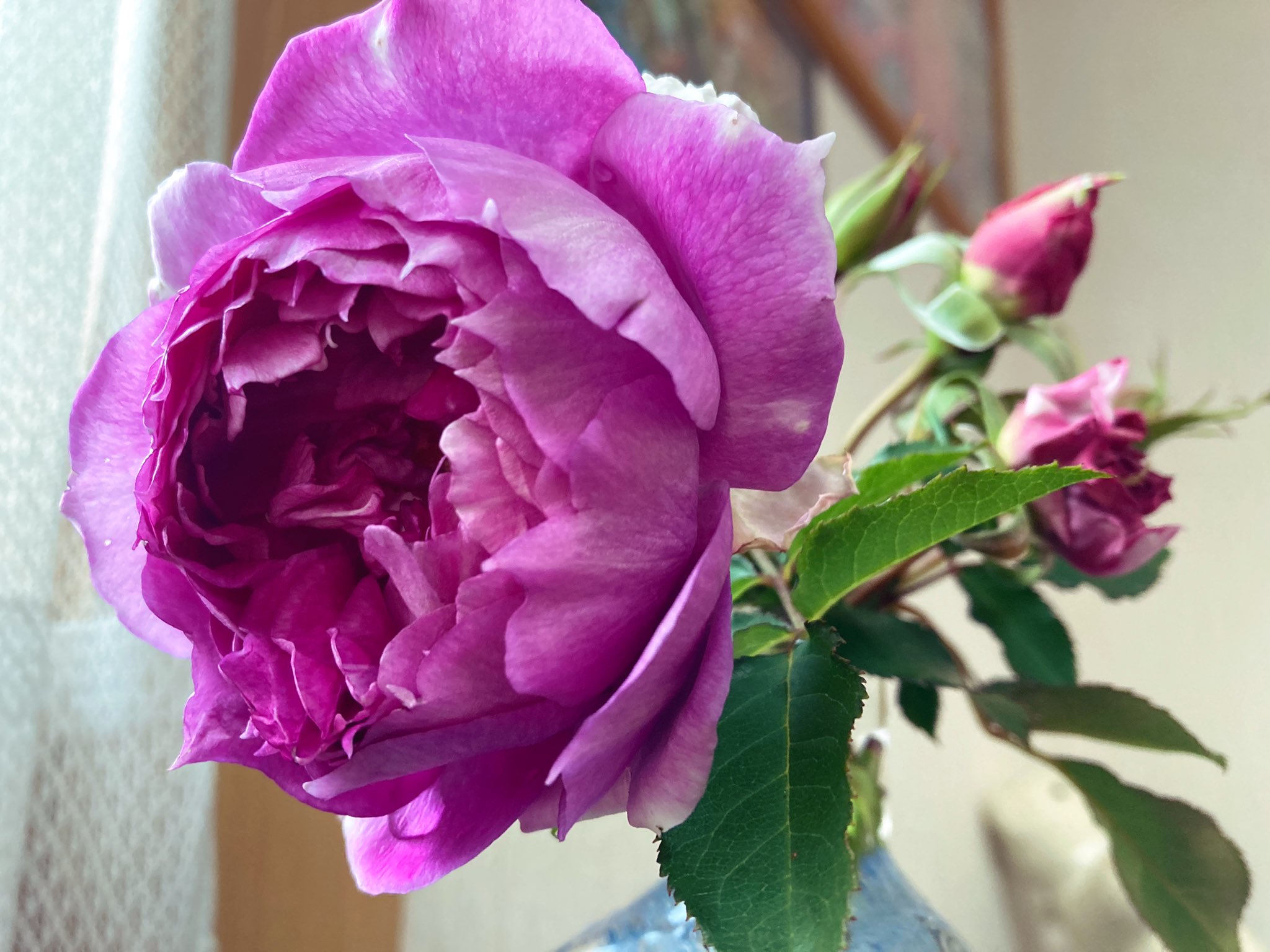 あんつ バラ シェエラザード 庭で咲いていたバラ シェエラザードのレモンティーの様な素敵な香りと離れたくなくなっちゃった T Co W6uhuvhkxz Twitter