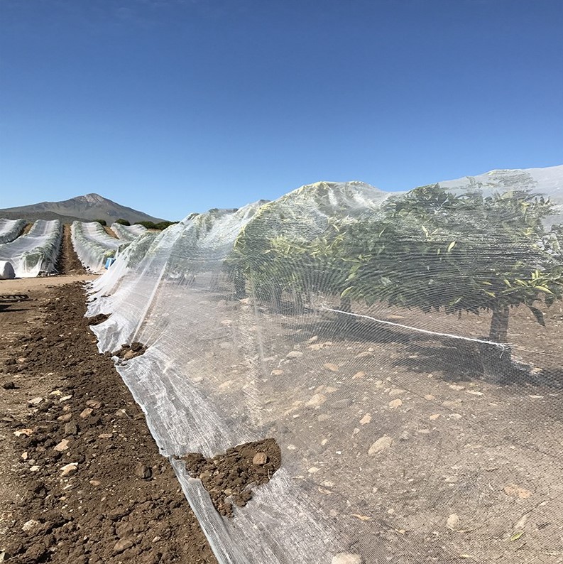 Liucanger's tweet photo. Hot selling bee netting 60 gsm, 3*50meters, 6*50meters, welcome to inquiry

#HFBetter netting
#Beenetting
#plantgrowingnets
#vineyardnetting
#antihailnet
#fruitnets https://t.co/eYiZO086Fj