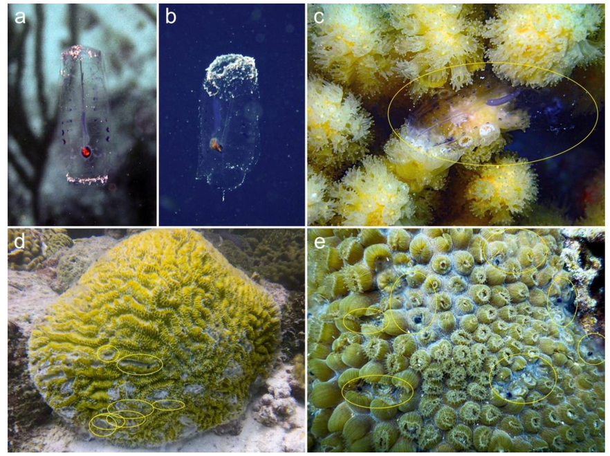 #DiversityMDPI, New publication"#Salpivory by Colonial Reef #Corals at Curaçao, Southern Caribbean " at the link: mdpi.com/1424-2818/13/1…