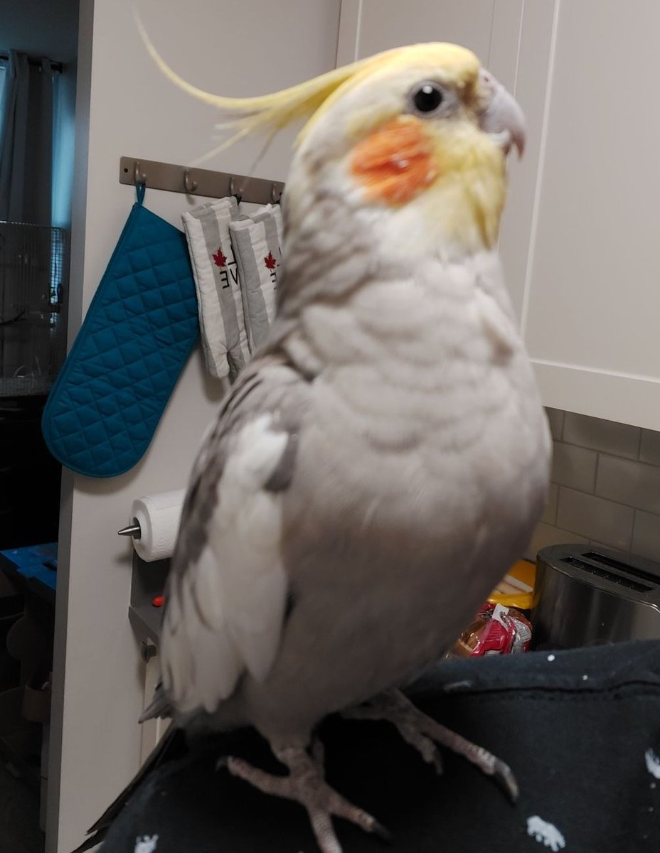 digidonutgames's tweet photo. Fruti was based on one of the developer's real birds, a cockatiel named Fruit! https://t.co/bS5x8wR5vN