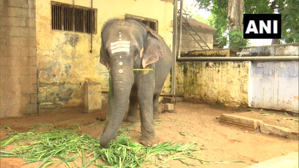 Tamil Nadu: A 14-year-old elephant, named Deivanai, returned from rehabilitation in Tiruchirappalli to Subramaniya Swamy Temple in Madurai's Thiruparankundram on Tuesday, 1.5 years after it attacked and fatally injured its mahout