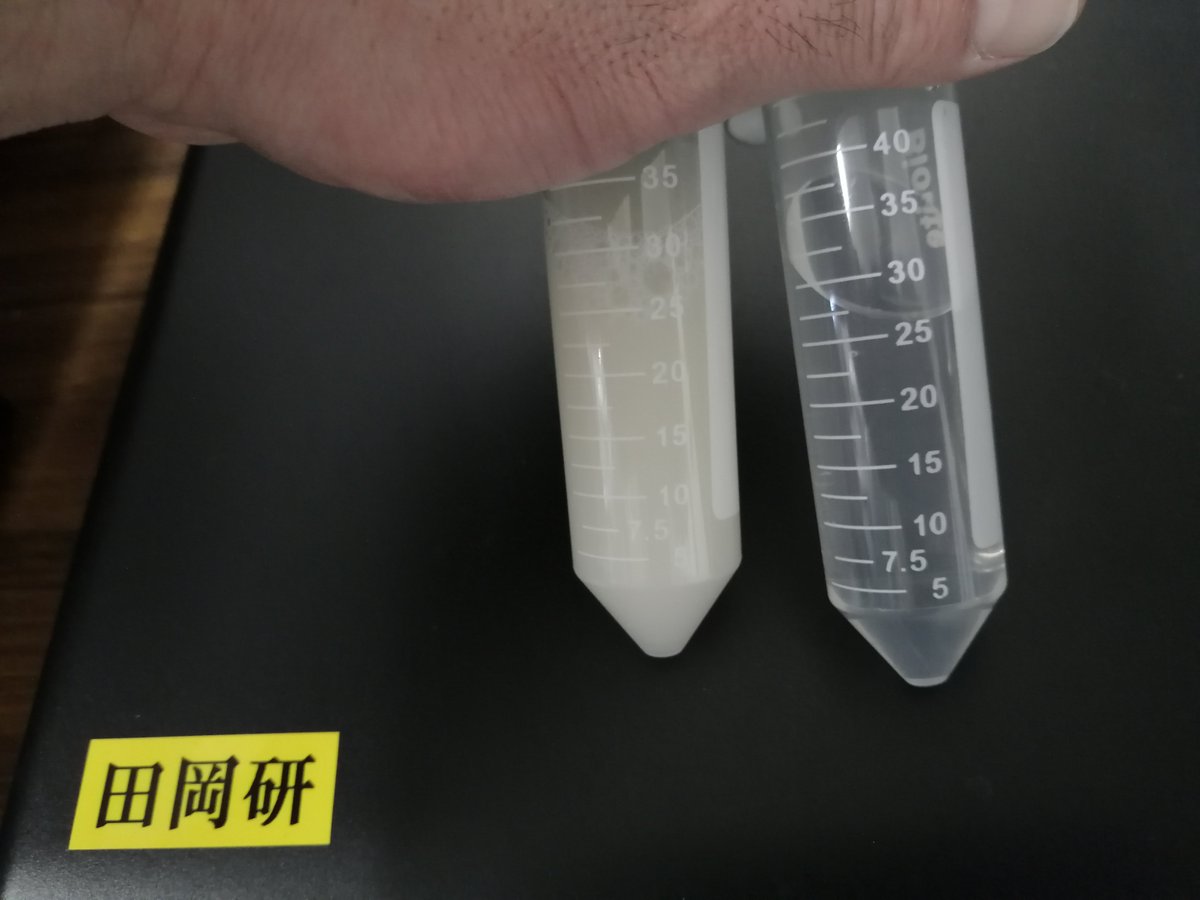 Lactoyoccus_MEM's tweet photo. 左のチューブの白く懸濁している液体。
これは #乳酸菌(#Lactococcus lactis subsp. lactis)の培養液。当研究室では、#養殖 用プロバイオティクスの開発研究を行っていますが、本乳酸菌を養魚飼料に添加して、給餌します。
白くて、何だか"乳酸菌"って感じがします。 https://t.co/IvsZx6qs79