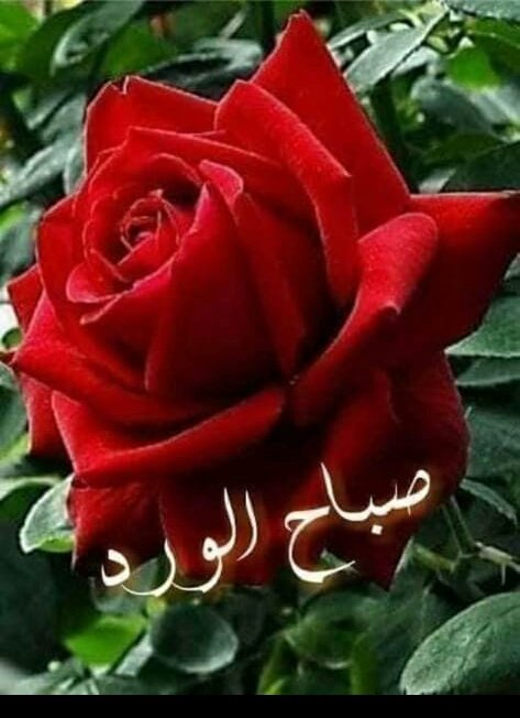 ؏ـاشِقً ؏ـيـوَنَڴ (@orfanmam) on Twitter photo 