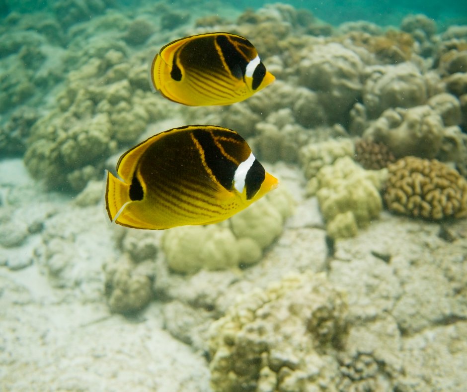 SouthBayBeach's tweet photo. These underwater friends are waiting for you to come by and say hello! 👋
#grandcaymanisland #turqoisewater #wildtropics #islandstyle #marinebiologist https://t.co/gp5N4D7d9M