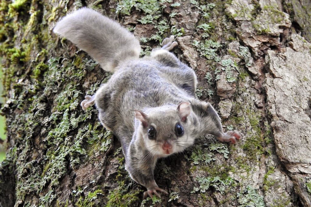 Woolly Flying Squirrel
