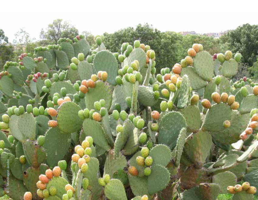🌵 El #nopal se utiliza como alimento y forraje, pero ¿podría este cultivo ser una nueva fuente de energía de biogás para alimentar las tierras secas?

¡Únete a nuestro seminario web para obtener más información!

🗓️9 de diciembre de 2021
🕟16:00 CET
📝bit.ly/3Ijawwu