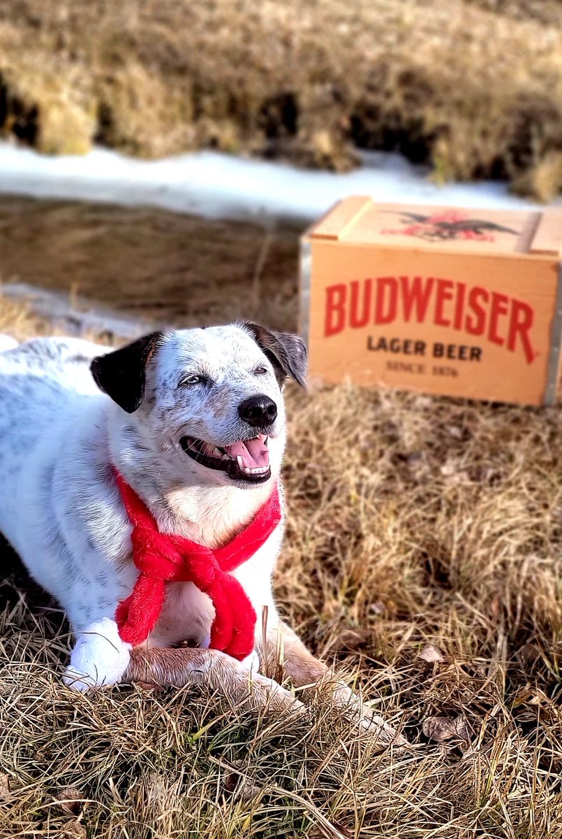 DirtySeanson's tweet photo. #pupweisercontest https://t.co/bGEQO770O2