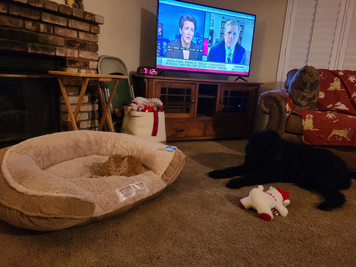 This is the new dog bed we purchased for Bella (The Dog) today. Nikki (The Cat) decided she would claim it for herself. Bella doesn't seem to mind. Go figure... https://t.co/ynTcqHtG6y