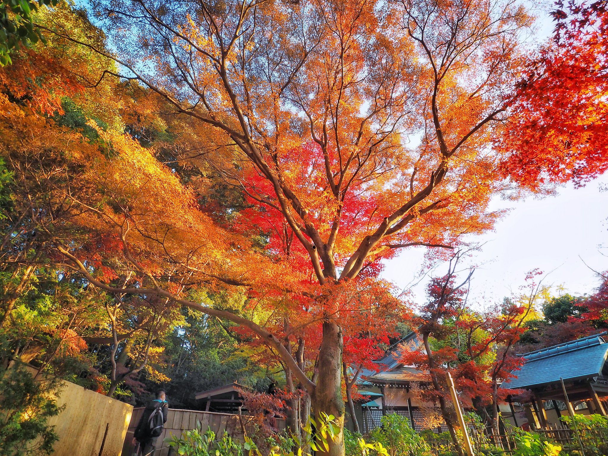 Kenri M 千葉県松戸市にある本土寺の紅葉です 12月4日 本土寺 紅葉 もみじ 千葉県 千葉 松戸市 松戸 T Co Dbmzfc7kqe Twitter