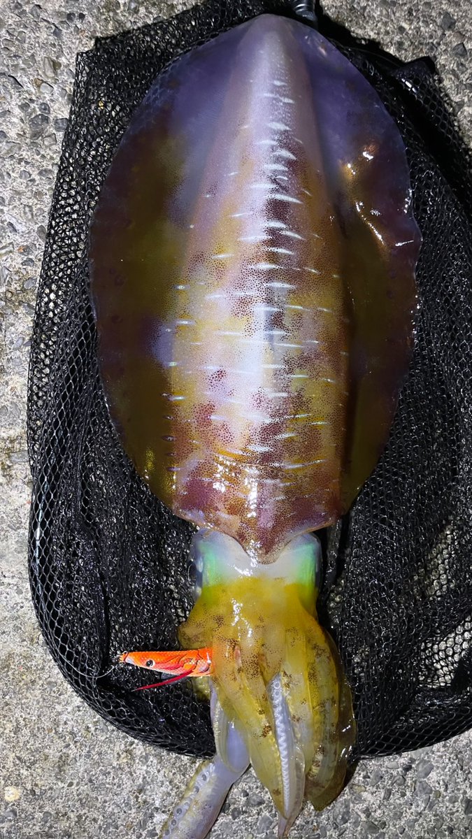 Tomo_11320's tweet photo. 嫁に負けじと意地を出す！😤

2.55kg🦑

やっぱりエギはキーストン‼️

#赤侍プロトカラー
#釣れてくれてありがとう
#エギング
#アオリイカ
@_anri_0417_ 
@keystonebrand 
@akasamurai1975 https://t.co/iO0jE2fDwd