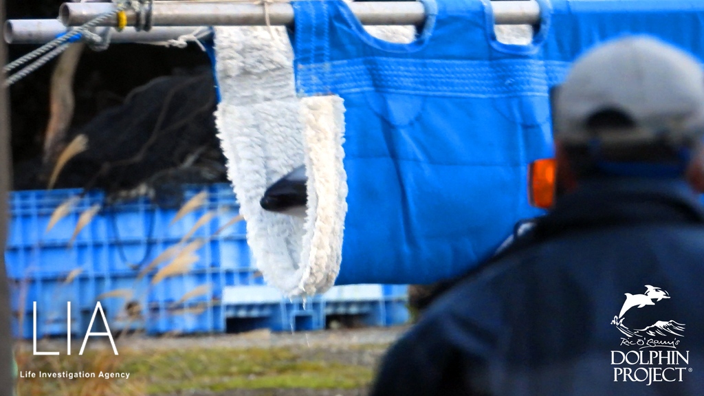 FinsandFluke's tweet photo. Dolphin_Project: Taiji: LIA reports that 3 Pacific white-sided dolphins (captured in a previous season) were loaded into trucks this morning. The marine park trade is the top economic driver of Taiji's cruel hunts. Take action: … https://t.co/UhY3gyWRxY