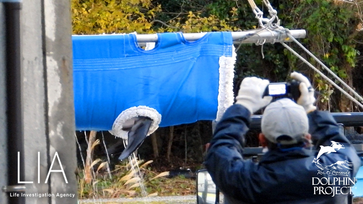 FinsandFluke's tweet photo. Dolphin_Project: Taiji: LIA reports that 3 Pacific white-sided dolphins (captured in a previous season) were loaded into trucks this morning. The marine park trade is the top economic driver of Taiji's cruel hunts. Take action: … https://t.co/UhY3gyWRxY