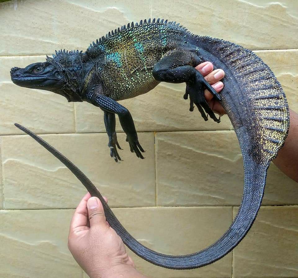 And can I have a moment to talk about the variations of Sailfin dragons bec...