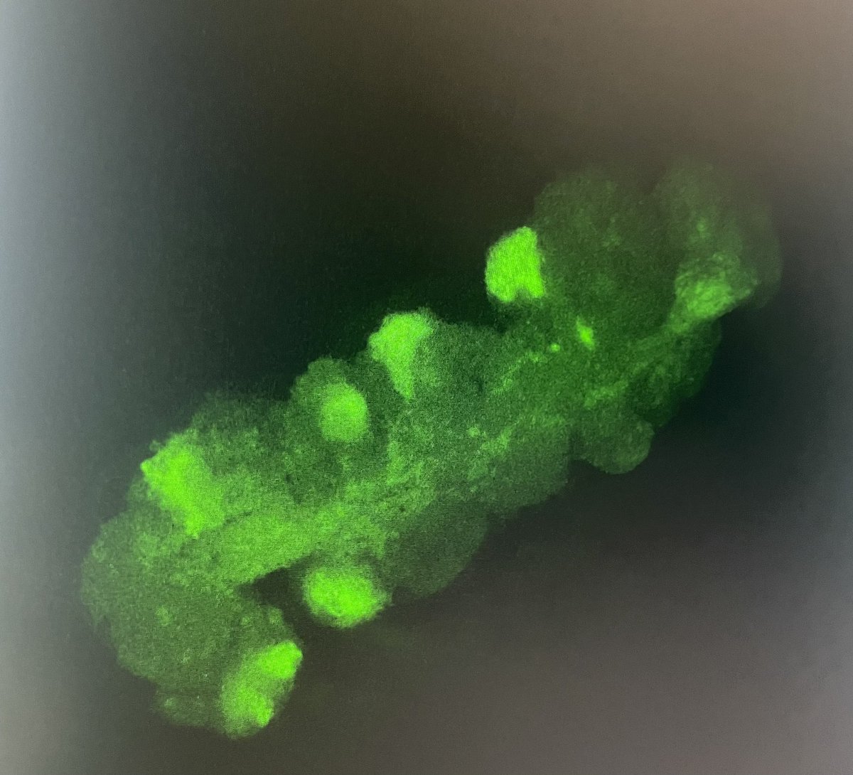 mswiseman's tweet photo. I would argue that this is unambiguously glowing. Stoked to see some big gains on the transformation and CRISPR/Cas optimization collaboration (led by Dr. Chris Willig of the Strauss Lab). All those hours spent in the hood are paying off! #eGFP #visualmarker #CRISPR #Cas9 https://t.co/iPjKsFfLik