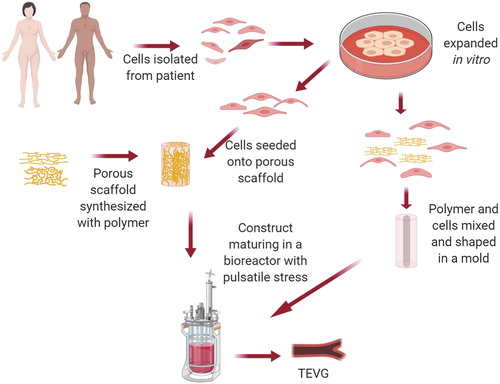 jbiomedallires's tweet photo. #TissueEngineered vascular graft #TEVG integrates with the patient's tissue and behaves like a native vascular vessel. With the innovation of #3Dbioprinting and #stemcells, Scaffold-based TEVG has emerged as a promising approach for developing a novel small-caliber graft. https://t.co/mMTX2HHkKi