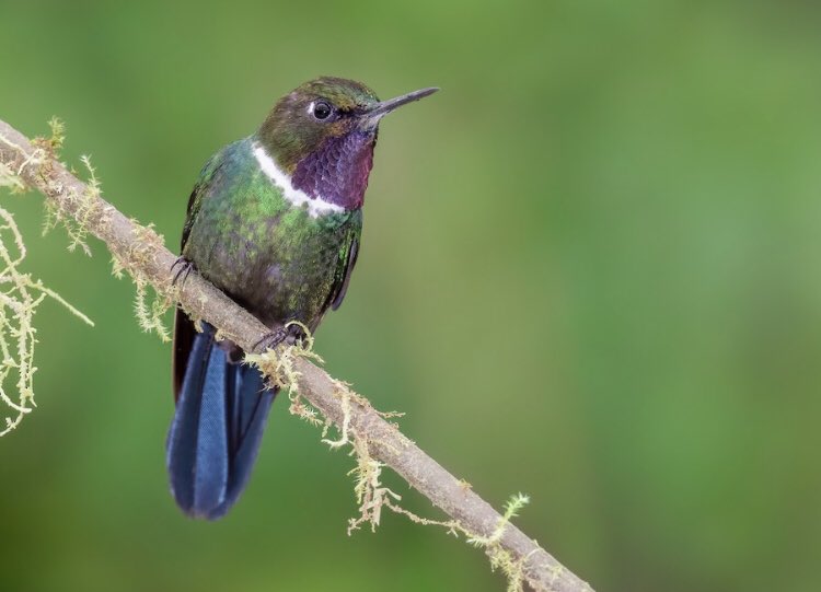 kelli_barr's tweet photo. @yellow_dusk these blue hummingbirds of the Ecuadorian cloud forest agree - especially the tough lookin one with puffball socks. very good, 14/10, would try to pet https://t.co/ZYdJ2BTcmd