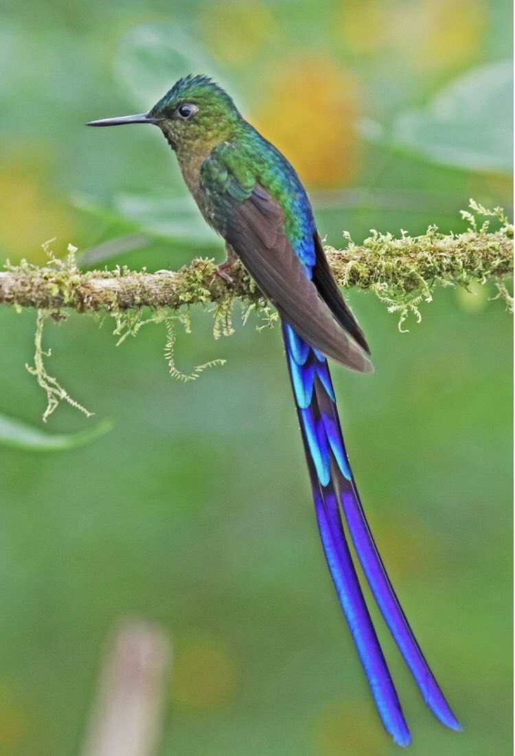 kelli_barr's tweet photo. @yellow_dusk these blue hummingbirds of the Ecuadorian cloud forest agree - especially the tough lookin one with puffball socks. very good, 14/10, would try to pet https://t.co/ZYdJ2BTcmd