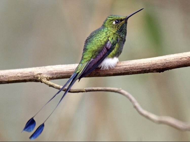 kelli_barr's tweet photo. @yellow_dusk these blue hummingbirds of the Ecuadorian cloud forest agree - especially the tough lookin one with puffball socks. very good, 14/10, would try to pet https://t.co/ZYdJ2BTcmd