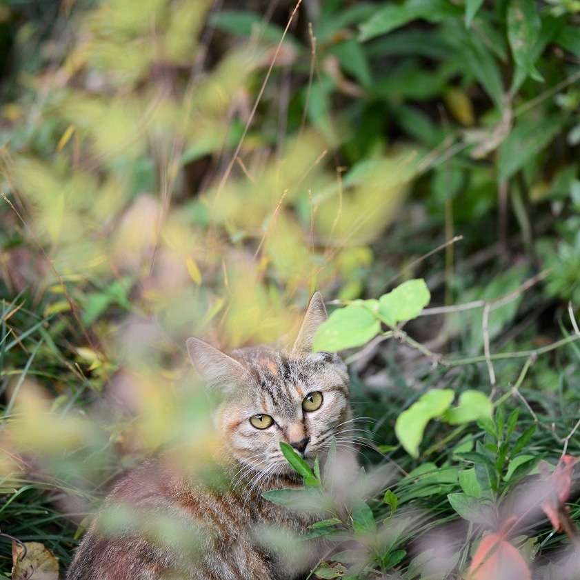都内では夜間の動物虐待は許さないパトロール。福島原発地域では繁殖した猫達の不妊去勢TNR活動。視力を失った猫や福島原発地域猫の保護。活動費や保護猫達の医療費はリンク先ブログにてご支援を募っています。皆様の応援で約１０年続く活動。これからもよろしくお願いします。ameblo.jp/tsukuba-cats/?…