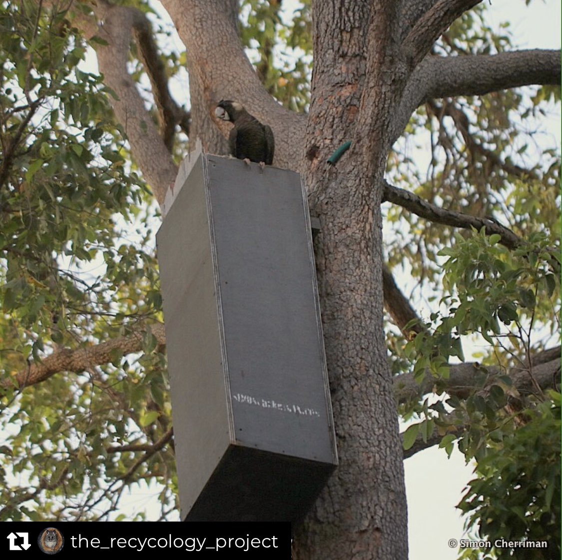 Carnaby’s Black-Cockatoo using a ‘giant’ nest box - over 1m deep! There’s been excellent long-term research in West Aus into the conservation of this beautiful species. Loss of nesting & foraging habitat is the cause of the decline of these beauties Thx @Aquila84WA