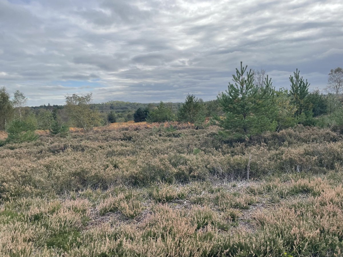 Mikejycocktamne's tweet photo. This wilderness was the inspiration for my novel “Midwinter Fire”. #ruggedbeauty
#common #newnovel #midwinterfire
#Baghamcommon #pastels #wilderness
https://t.co/wOAap3NNGu https://t.co/J2ubLas5W4